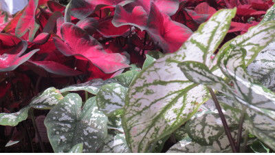 EL Irrigation and Landscaping