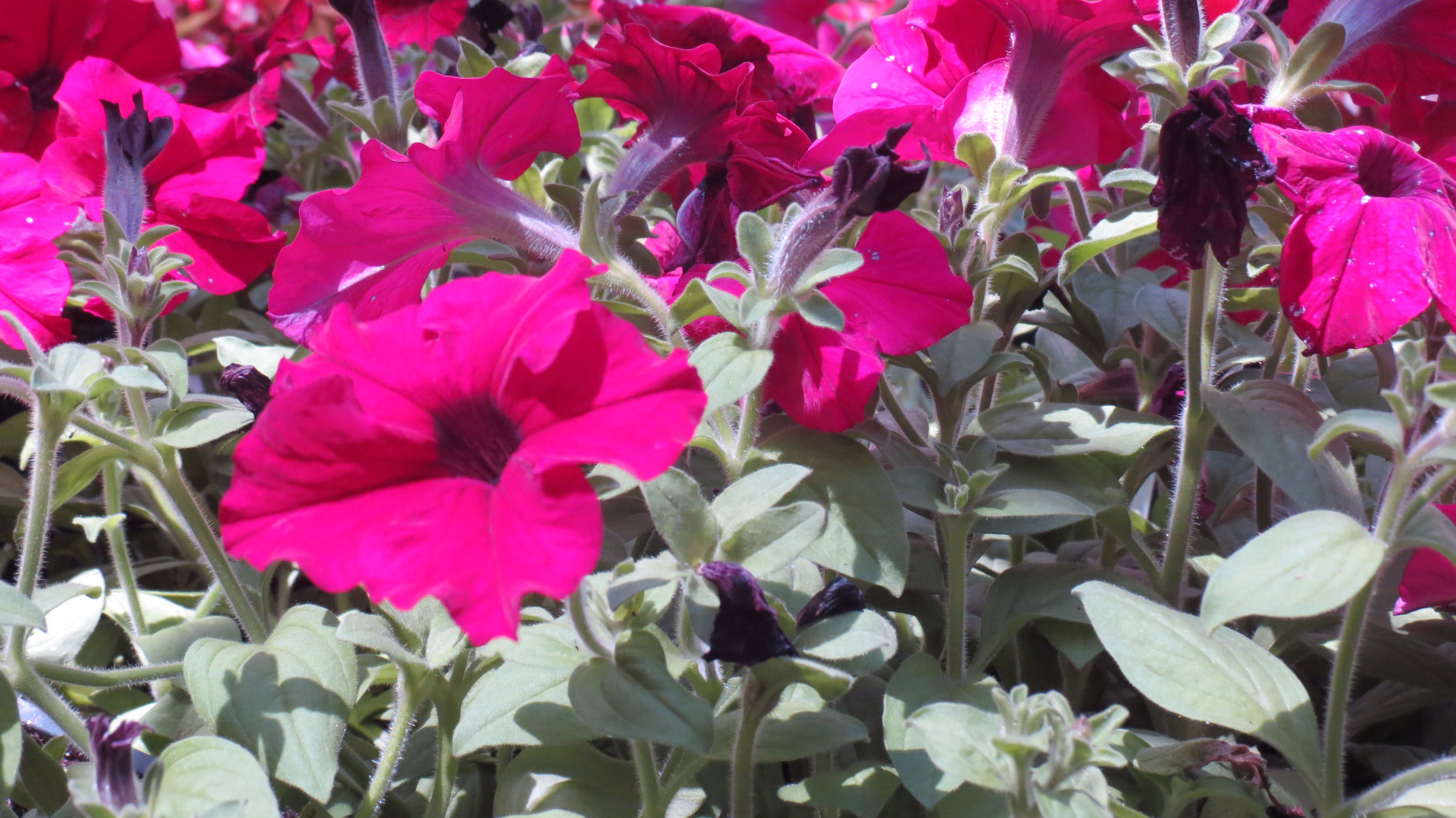 EL Irrigation and Landscaping