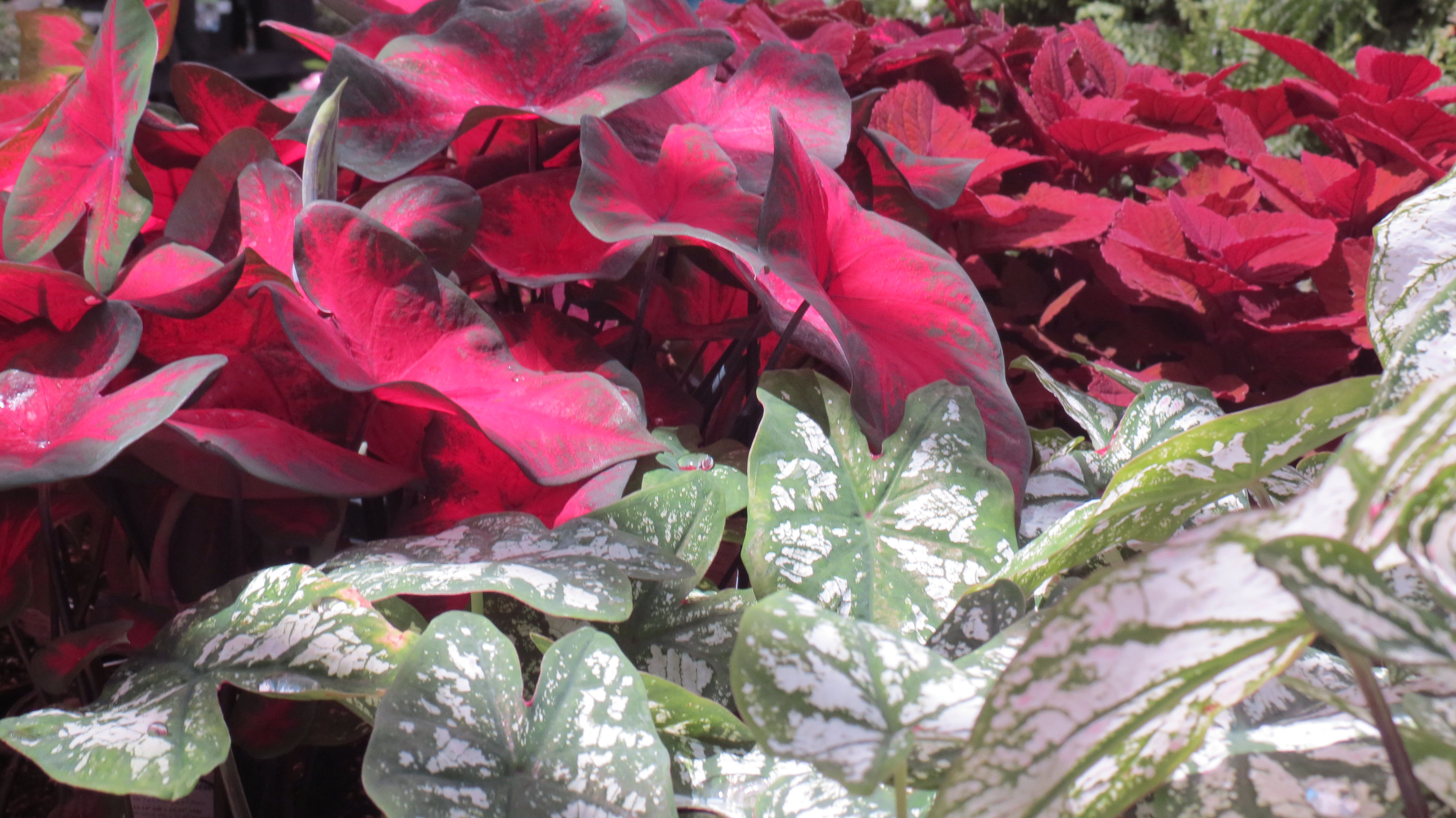 EL Irrigation and Landscaping