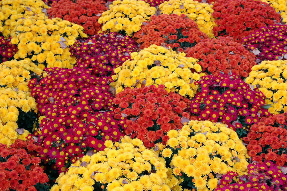EL Irrigation and Landscaping